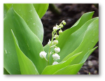 Que faire au jardin … en mai ?